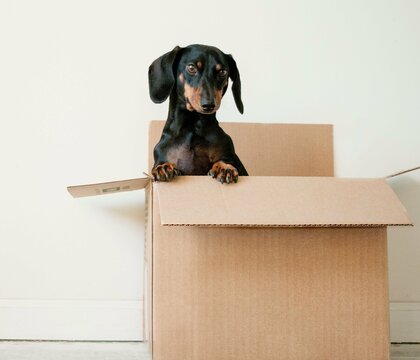 Moving with Pets Compas International Movers